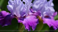 Ирина Флорин ♚ Цвят лилав - Videoclip.bg