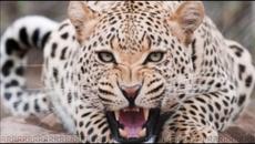 Oliver Shanti Jorney to Shambala - Videoclip.bg