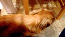 Кучешки занимания - Videoclip.bg