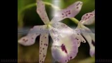 Vangelis Hymne - Videoclip.bg