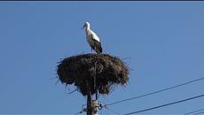 Първият щъркел кацна в с. Подкрепа - Videoclip.bg