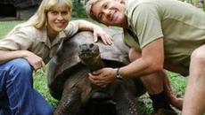 57 години от рождението на Стив Ъруин! Ловецът на крокодили Стив Ъруин с Google Doodle - Videoclip.bg