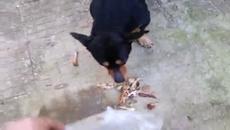 Турун не-плаща - Videoclip.bg