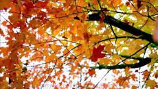 Anilah ✴ Medicine Chant 2 - Videoclip.bg