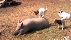 Смях до болка   Брутални пребивания - Videoclip.bg