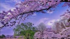 Vanessa Mae The Original Four Seasons 1999 Spring Iii Allegro - Videoclip.bg