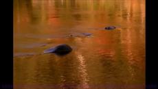 Vanessa Mae The Original Four seasons 1999 Autumn Iii La Caccia - Videoclip.bg