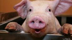 Супер БГ и Сюрю 2 - Писна ни от свине - Videoclip.bg