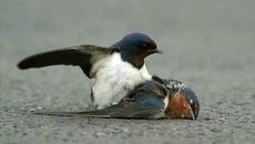 Сърцето на птица! Една история за птичата вярност (ВИДЕО) - Videoclip.bg