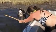 Жена спасява хищна птица без да се страхува за себе си! ...а птицата и се довери - Videoclip.bg