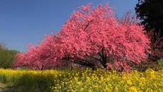 21 Април 2019 - Цветница е! Честит Имен Ден с Пролетна Песен - Днес празнуват всички, носещи име на цвете ... - Videoclip.bg