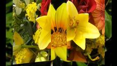 Цветница - Танцът на цветята - Videoclip.bg