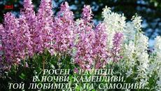 Цветница е! Празнуват всички с имена на цветя - Честит празник - Videoclip.bg