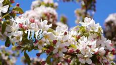 Цветница е! Празнуват всички с имена на цветя - Честит празник с музика - Videoclip.bg