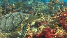 Светът отбелязва Деня на Земята 22 април 2019! Happy Earth Day 2019! - Videoclip.bg