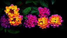 •⊰✿⊱•  Многоцветна магия  •⊰✿⊱• - Videoclip.bg