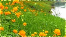 ЭДУАРД ХУСНУТДИНОВ   -   ЛУГОВЫЕ ЦВЕТЫ ! - Videoclip.bg