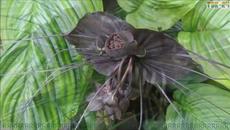 ☀️10 релакс пиано мелодии, съпроводени от странни или красиви цветя☀️ - Videoclip.bg