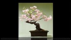 Над 100 красиви ☀️ Бонзай дръвчета - Videoclip.bg