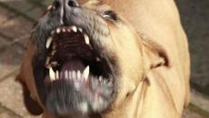 Страховит Питбул разкъса крака на жена в Асеновград - Videoclip.bg