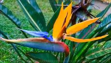 My heart Will go on ☀️ piano cover - Videoclip.bg