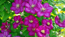 •✿  Clematis  ✿• - Videoclip.bg