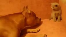 Питбул си хареса котенцето ,смях - Videoclip.bg