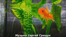 Музыка Сергей Грищук  -   СТРАННИК - Videoclip.bg