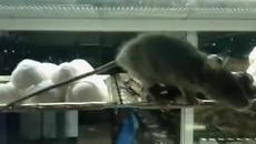 Миличък плъх сладко си похапва по Коледа в сладкарницата - Videoclip.bg