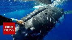 Кит спаси изследователка от акула! Вижте как тя му благодари! Whale 'saves' biologist from shark - Videoclip.bg