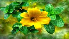 ｡✿‿  Красотата е вечна  ‿✿｡ - Videoclip.bg