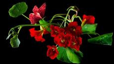 •✿• Огън и красота •✿• - Videoclip.bg