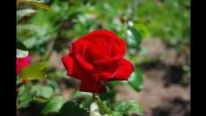 Аз ще пея за Исуса - с текст - Videoclip.bg