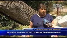 Вековна топола се срути върху селски магазин - Videoclip.bg