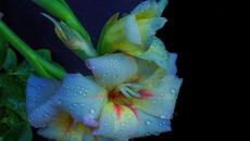 ✿  ГЛАДИОЛИ ✿ - Videoclip.bg