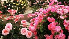 Верка Сердючка - Я РОЖДЕНА ДЛЯ ЛЮБВИ - Videoclip.bg