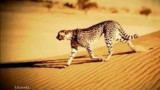 Rainbow - Stargazer - С BG субтитри - Videoclip.bg