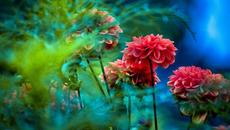 ✿♫  Лято, о, лято - прекрасни далии ♫✿ - Videoclip.bg