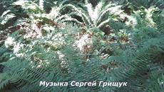 Музыка Сергей Грищук  -   ЛИШЬ ТОЛЬКО  ТЫ - Videoclip.bg