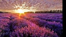 София Ротару и Яак Йоала- Лаванда - Videoclip.bg