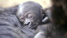 Сладко бебче горила се роди в зоопарка в Сан Диего - Videoclip.bg