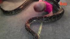 Малко Бебе си играе с питон - Videoclip.bg