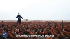 Вижте 70 000 петела се състезават за храната си! (ВИДЕО) Chinese farmer and his 70,000 chickens - Videoclip.bg