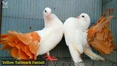 Вижте топ 10 най-красиви гълъби на Земята! Top 10 Most Beautiful Fantail Pigeonk - Videoclip.bg