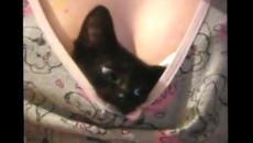 Къде е черното коте!? Ето го къде се е скрил ( смях ) - Videoclip.bg