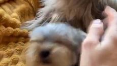 Сладки кученца ! - Videoclip.bg