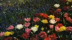 Кажи обичам те с музика! (ВИДЕО) - Videoclip.bg