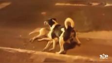 Вижте любовта на животните! Те не изоставиха приятелите си (ВИДЕО) - Videoclip.bg