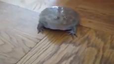 Вижте най-невероятните домашни любимци! Чуйте тази жаба как съска (ВИДЕО) - Videoclip.bg