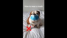 Кучета с маски ...НОУП (ВИДЕО) - Videoclip.bg